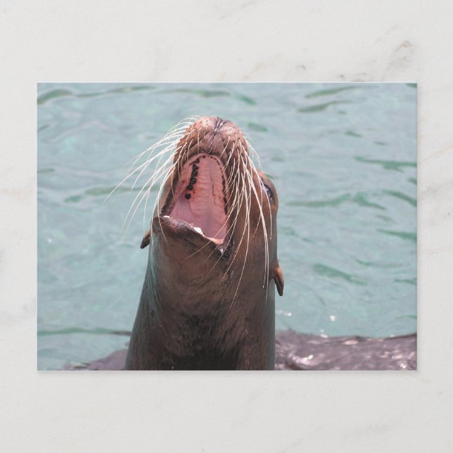 Sea Lion Mouth Open Postcard (Front)