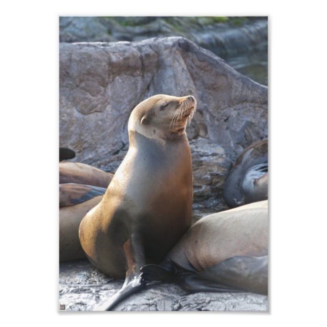 Sea Lion Photo Print (Front)