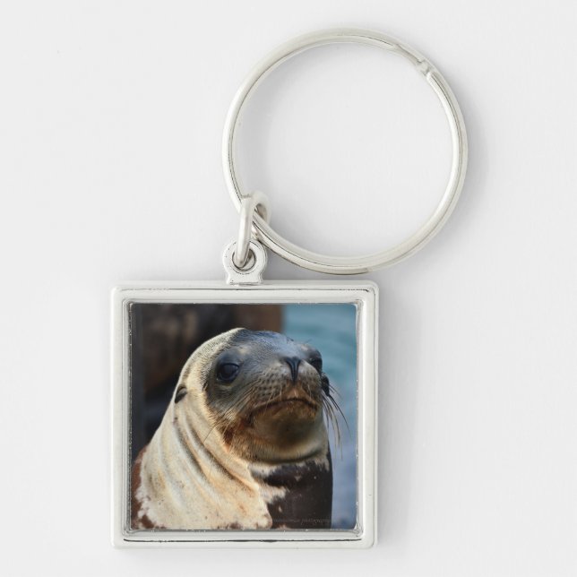 Sea Lion Portrait Key Ring (Front)