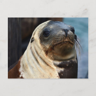 Sea Lion Portrait Postcard