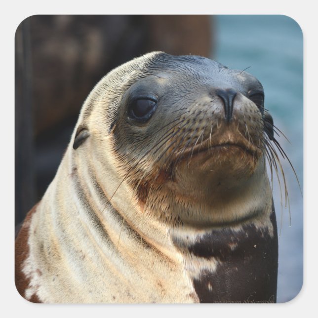 Sea Lion Portrait Square Sticker (Front)