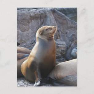 Sea Lion Postcard