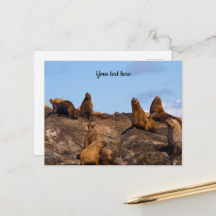 Sea Lion postcard