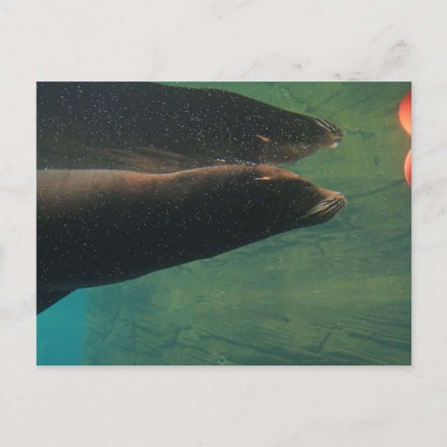 Sea Lion Postcard (Front)