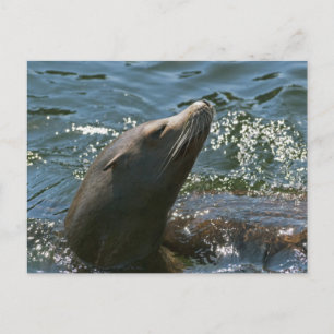 Sea Lion Postcards