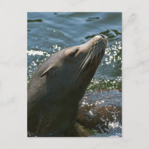 Sea Lion Postcards