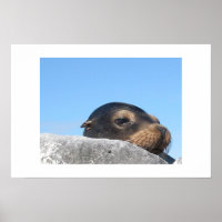 Sea Lion