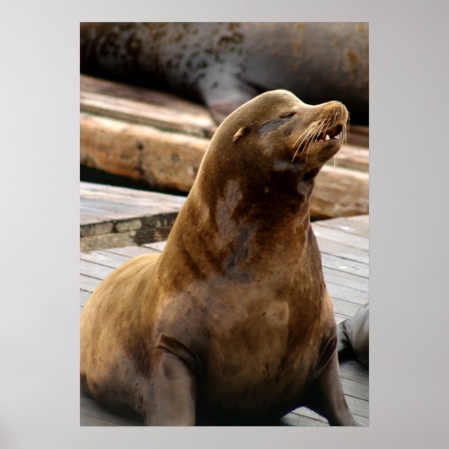Sea Lion Print (Front)