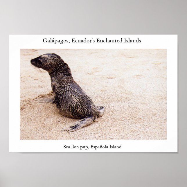 Sea lion pup after a tumble on the beach poster (Front)