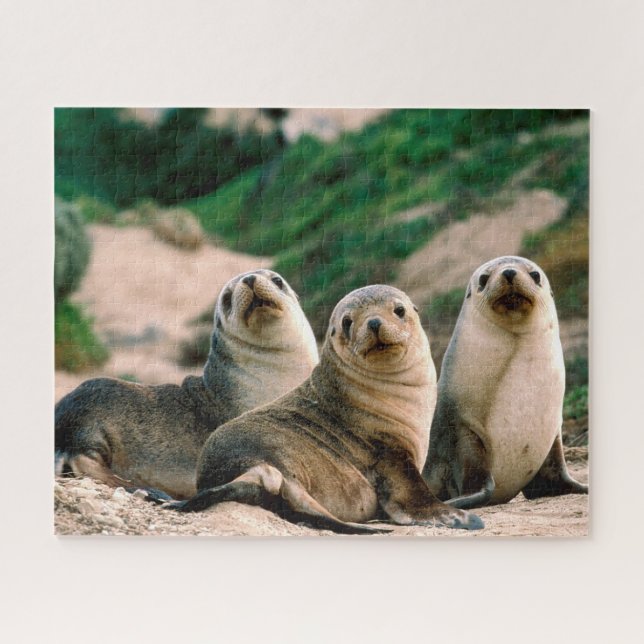 Sea Lion Pups, Jigsaw Puzzle (Horizontal)