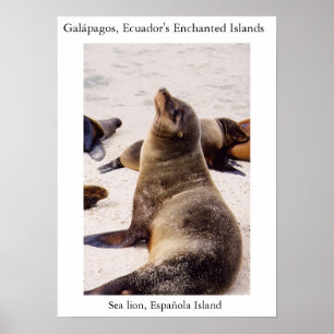 Sea lion relaxing its neck muscles poster