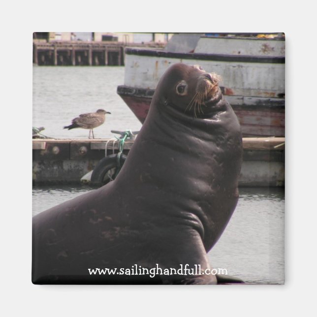 sea lion sailing handfull magnet (Front)