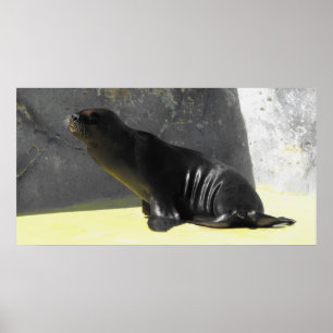 Sea lion sitting poster