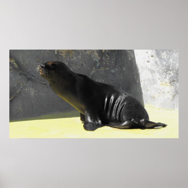 Sea lion sitting poster (Front)