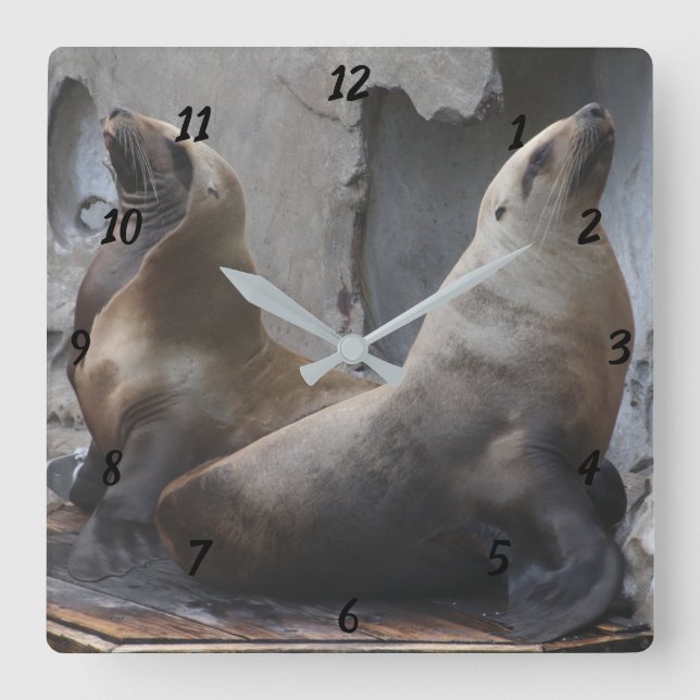 Sea Lion Square Clock (Front)