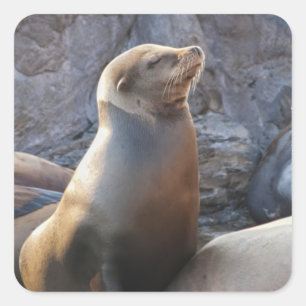 Sea Lion Square Sticker