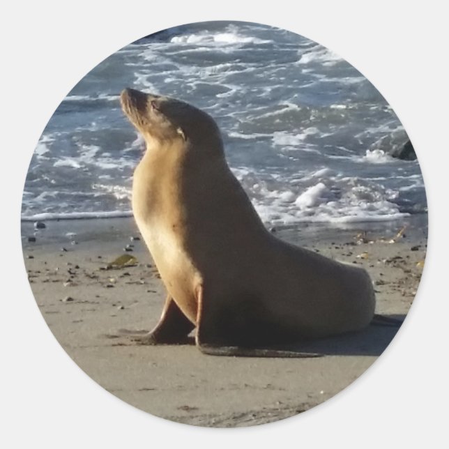 Sea Lion Sticker (Front)
