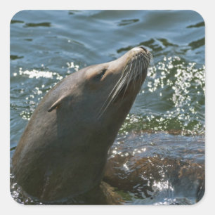 Sea Lion Stickers