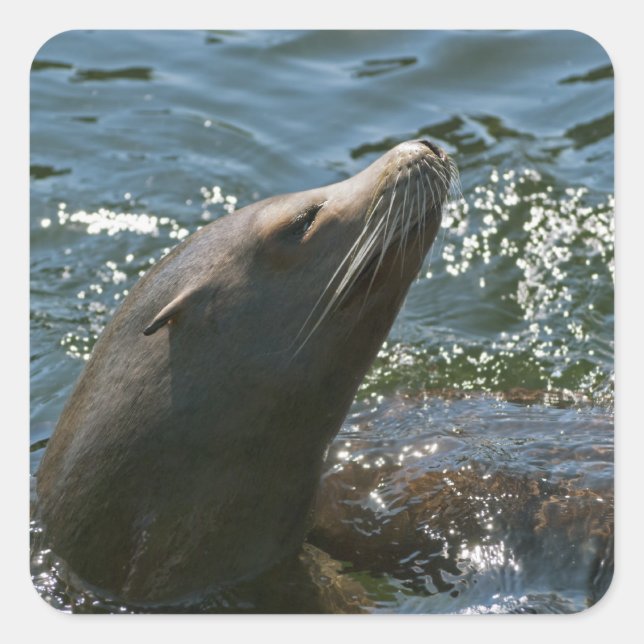 Sea Lion Stickers (Front)