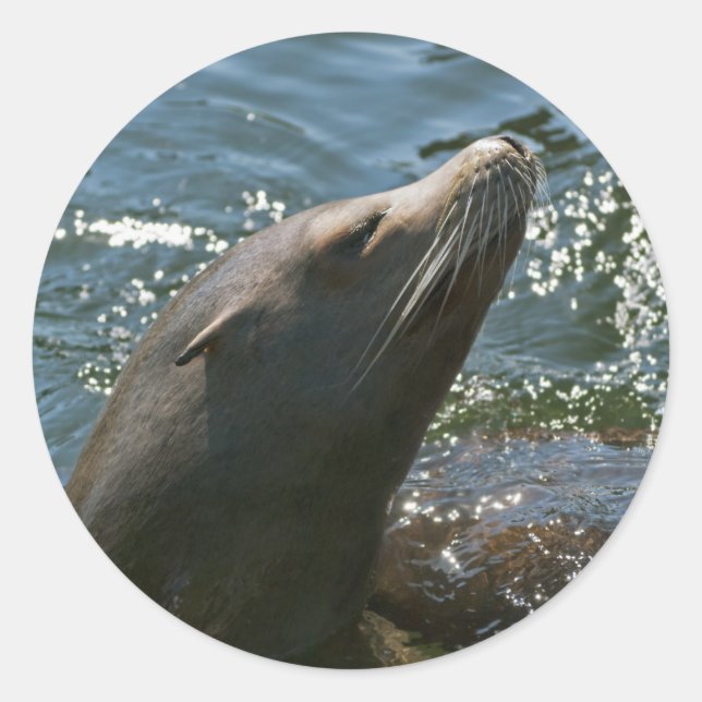 Sea Lion Stickers (Front)