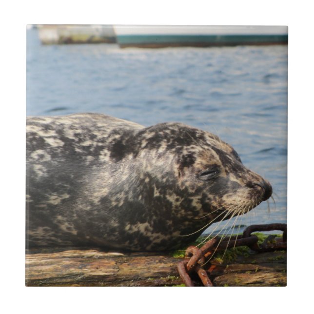 Sea Lion Tile (Front)