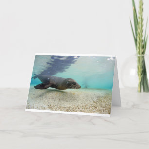 Sea lion underwater paradise lagoon card