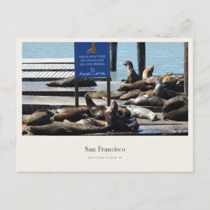 Sea Lions at Pier 39 in San Francisco Postcard