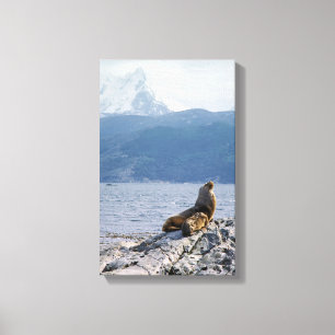 Sea lions in beagle channel - Argentina Canvas Print