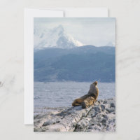 Sea lions in beagle channel - Argentina