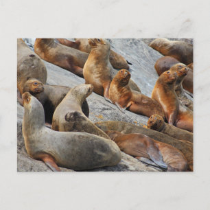 Sea lions in Patagonia, Chile Postcard