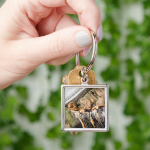 Sea Lions Laying On The Rocks Key Ring