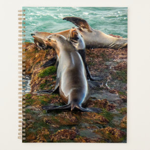 Sea Lions on Rocky Shore – Coastal Wildlife Art Planner