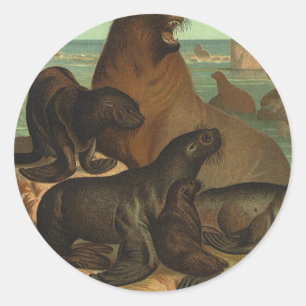 Sea Lions on the Beach, Vintage Marine Life Animal Classic Round Sticker