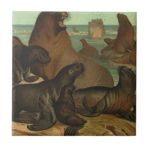 Sea Lions on the Beach, Vintage Marine Life Animal Tile