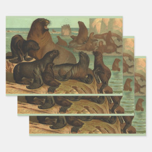 Sea Lions on the Beach, Vintage Marine Life Animal Wrapping Paper Sheet