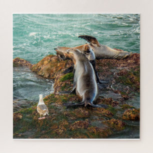 Sea Lions Puzzle Coastal Wildlife Ocean Art