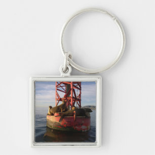 Sea Lions Relaxing on a Buoy in Dana Point Key Ring