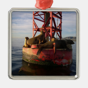 Sea Lions Relaxing on a Buoy in Dana Point Metal Tree Decoration