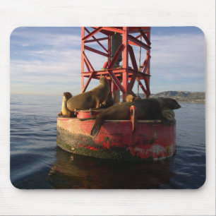 Sea Lions Relaxing on a Buoy in Dana Point Mouse Pad