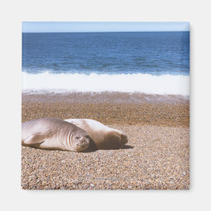 Sea Lions Resting on Beach Magnet