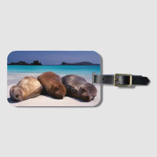 Sea Lions Sleeping On Beach Ecuador Luggage Tag