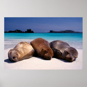 Sea Lions Sleeping On Beach   Ecuador Poster