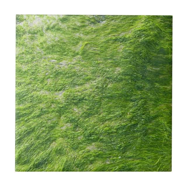 Sea Moss Green Nature Grass Beach Nautical Tile (Front)