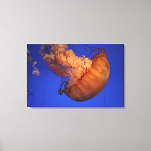 Sea nettle jellyfish canvas print