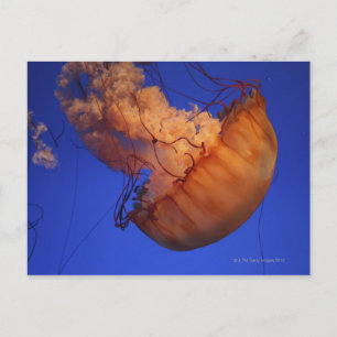 Sea nettle jellyfish postcard
