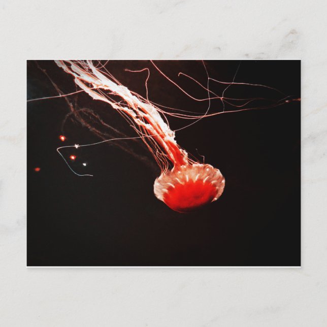 Sea Nettle Postcard (Front)