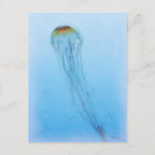 Sea Nettle Postcard