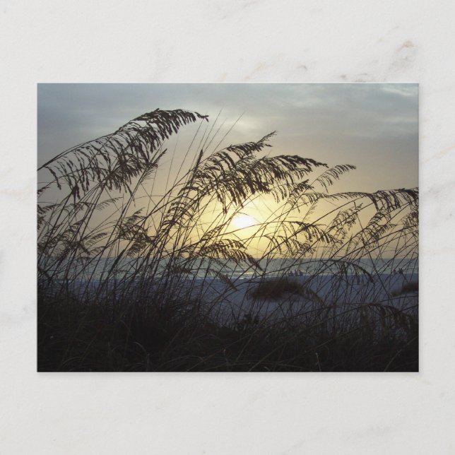 Sea Oats, Anna Marie Island Postcard (Front)