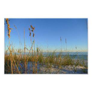 Sea Oats Photo Print