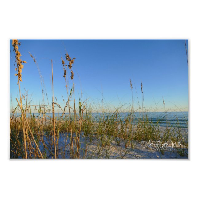 Sea Oats Photo Print (Front)